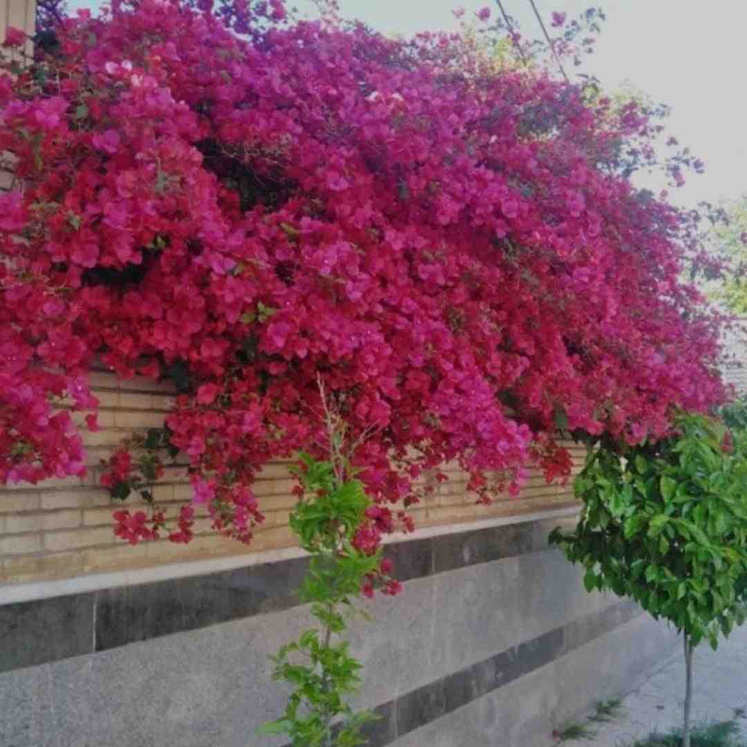 فاطمه عطایی آمده ام