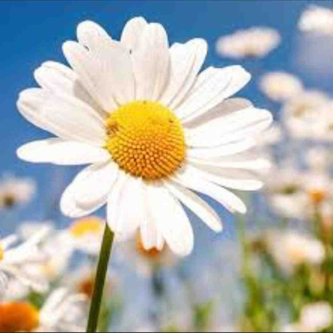  دو روزه شدم هشت کیلو لاغر