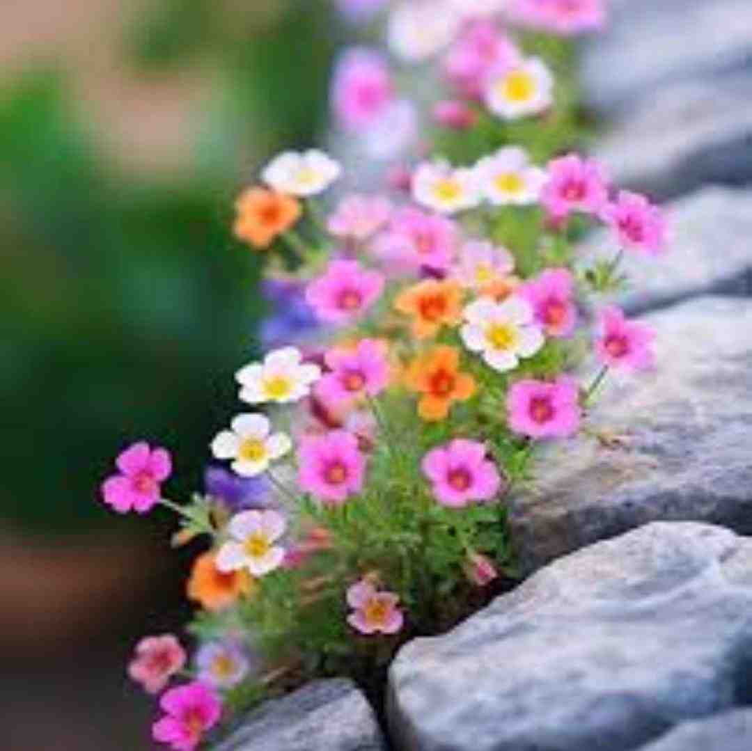 با اکیپم تا رسیدم تورو راه نمیدن وی آی پی
