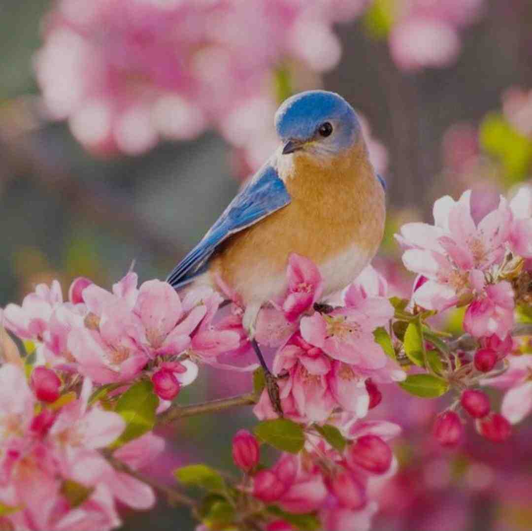  گیلاس گیلاس بانو احساساتی میشه