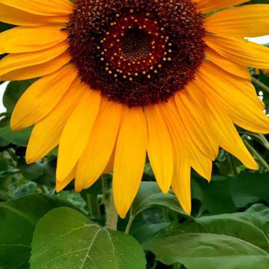  ای رفیقان چه نشستید به پریشانی من هوش مصنوعی