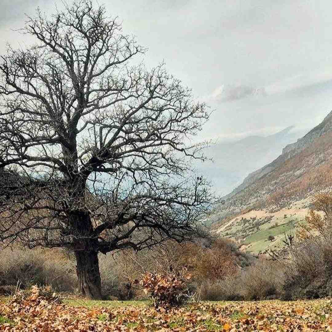  نداره عیب دارم برات اره دارم برات