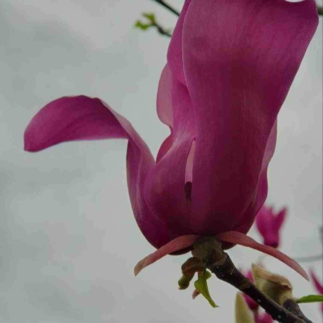  گوزلری لیلا دیر یار با صدای زن