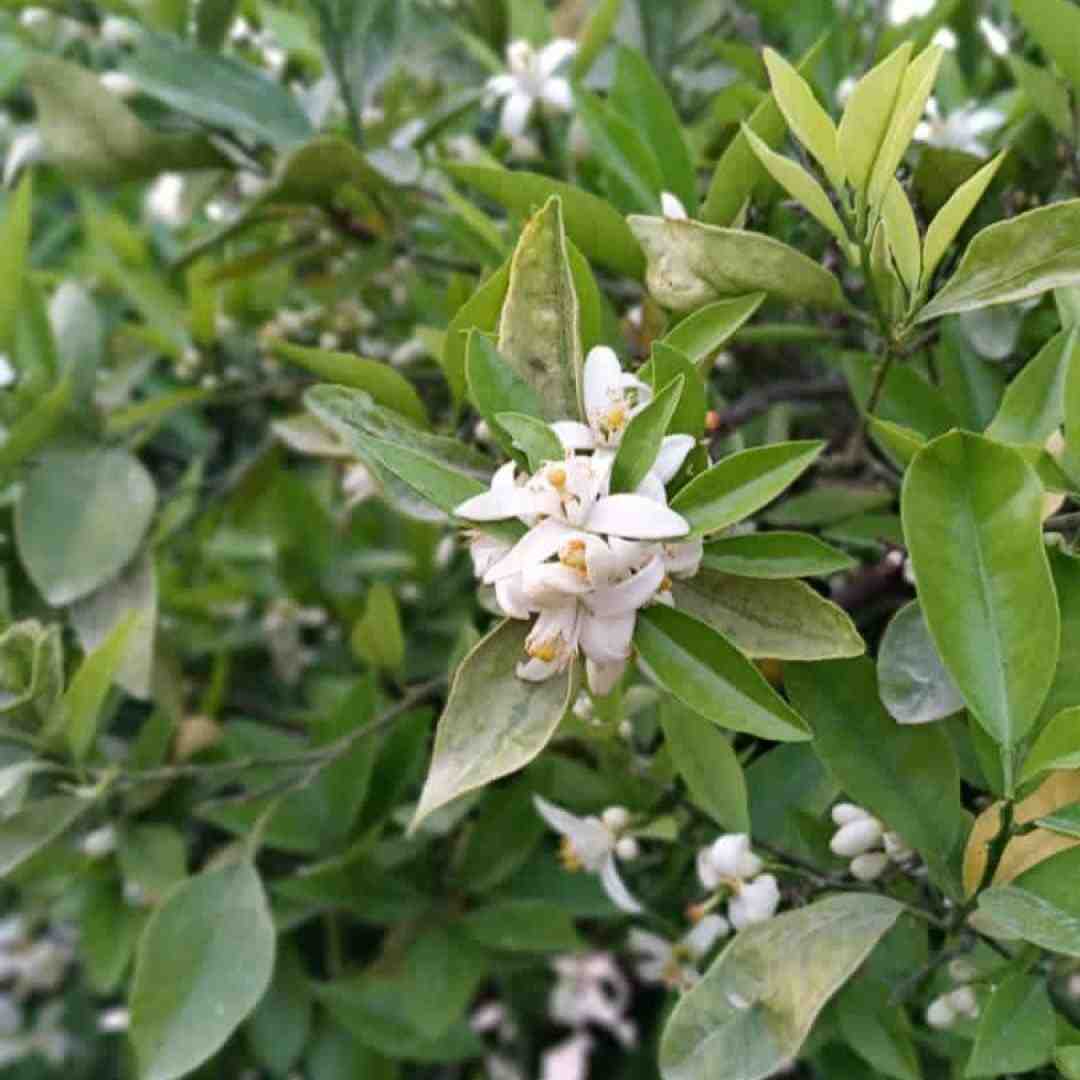 رفتیمان خواستگاری گفتن پرونده داری با صدای دختر