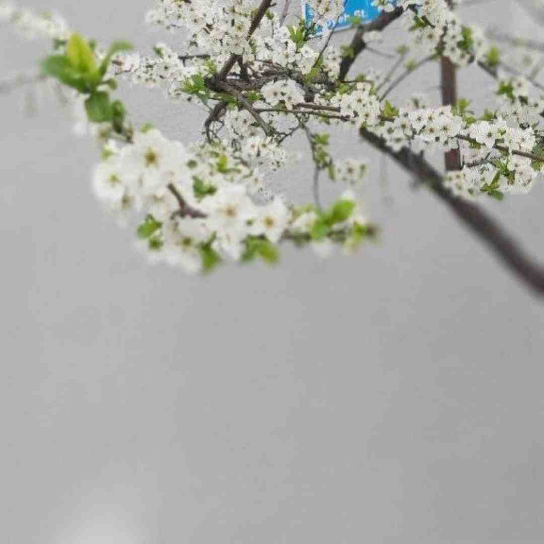  کاش بشه فردارو دید همه غمارو چید