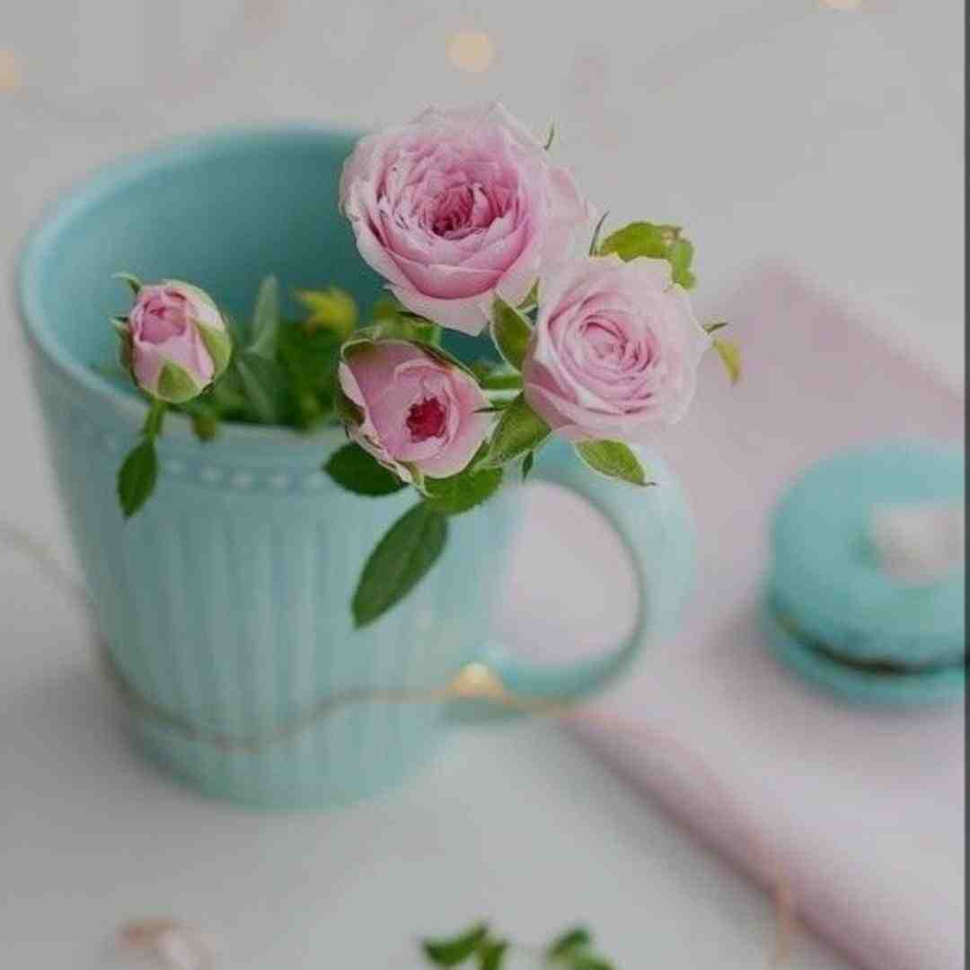 حبیبی کام تو جنوب