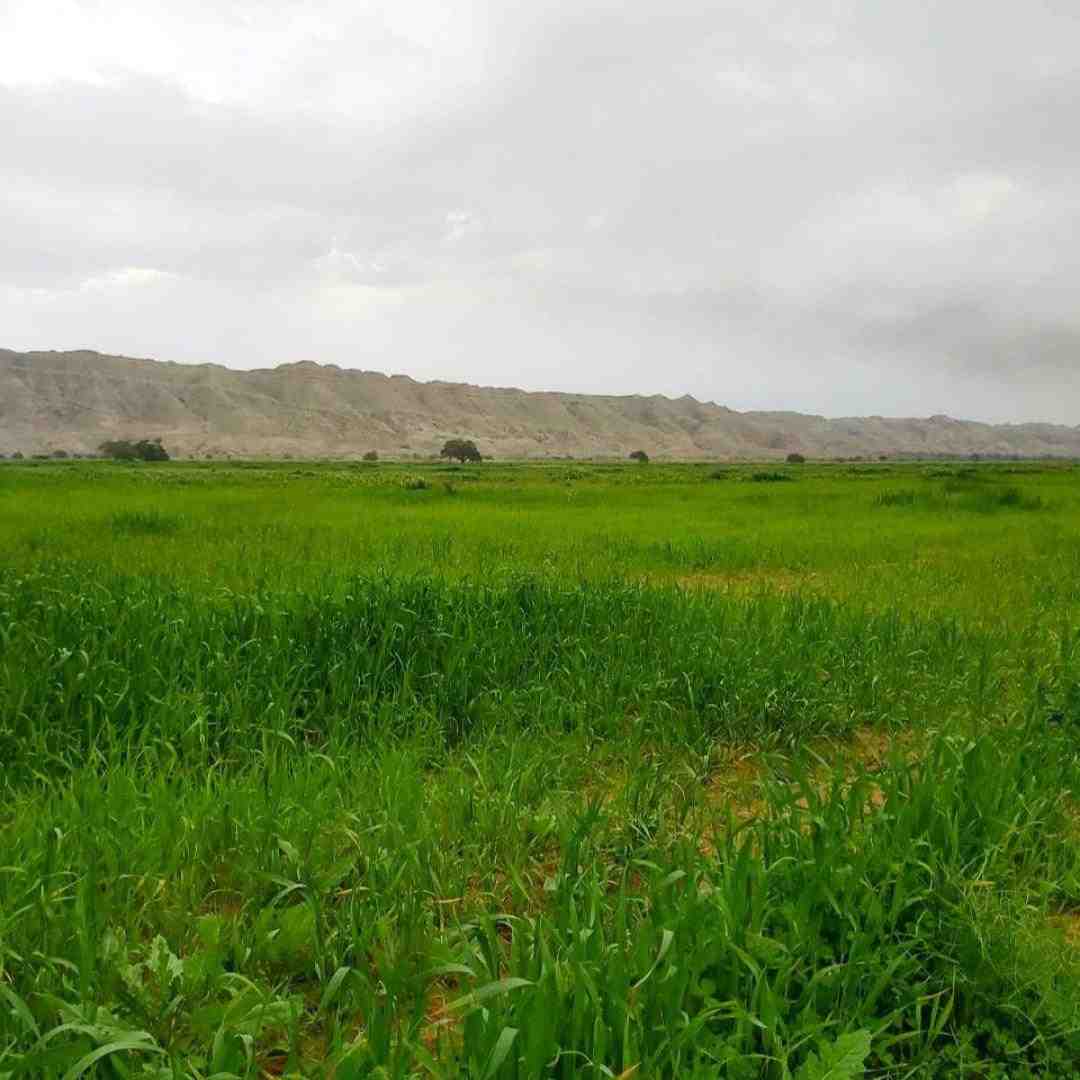 خود تو کادویی که گرفتمو گم کردی تو در قلبمو