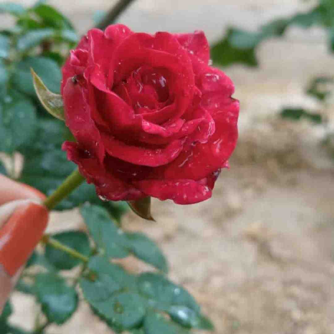 وای وای وای واویلا میکنه منو نگاه