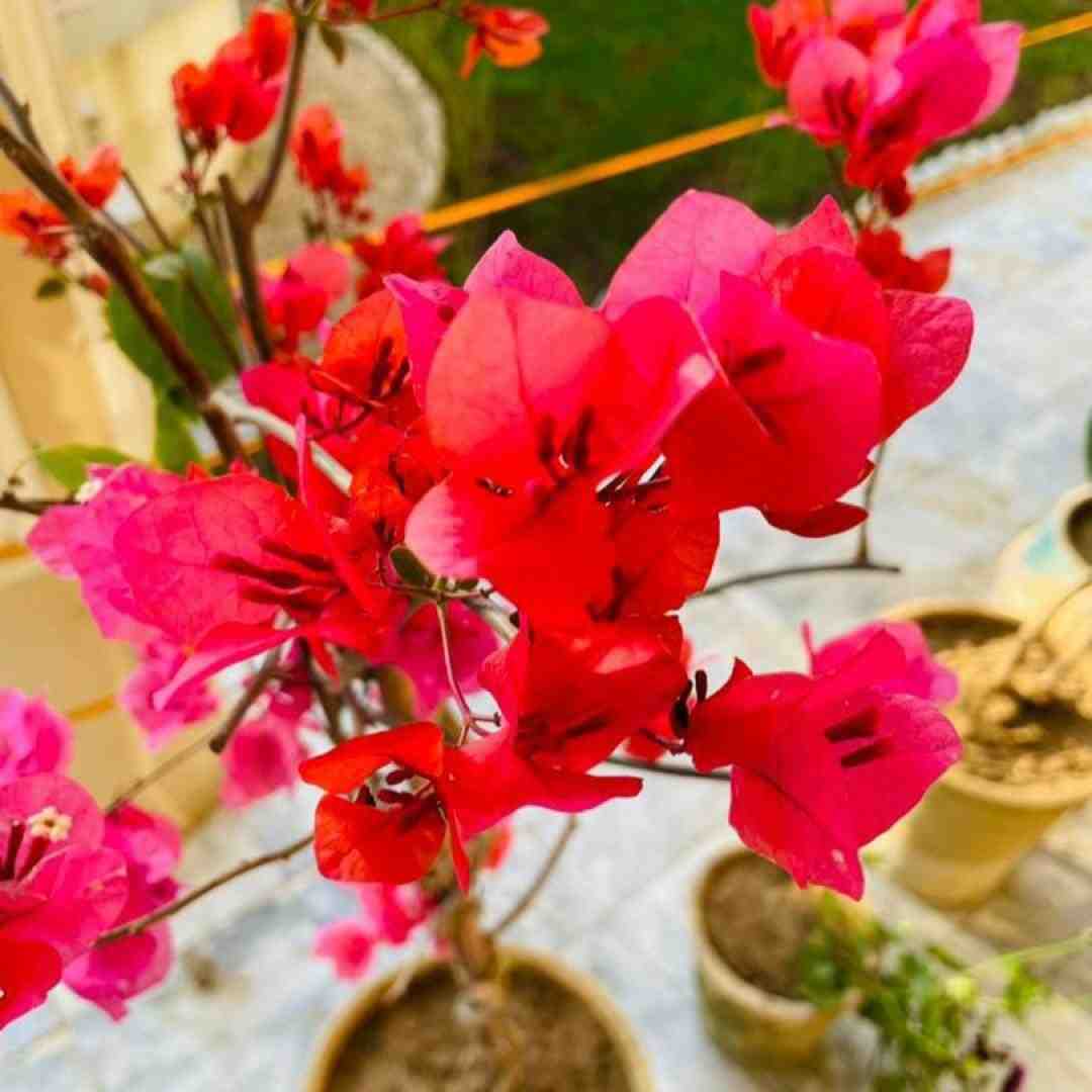  از یاد من برو خسته ام برو صدای زن