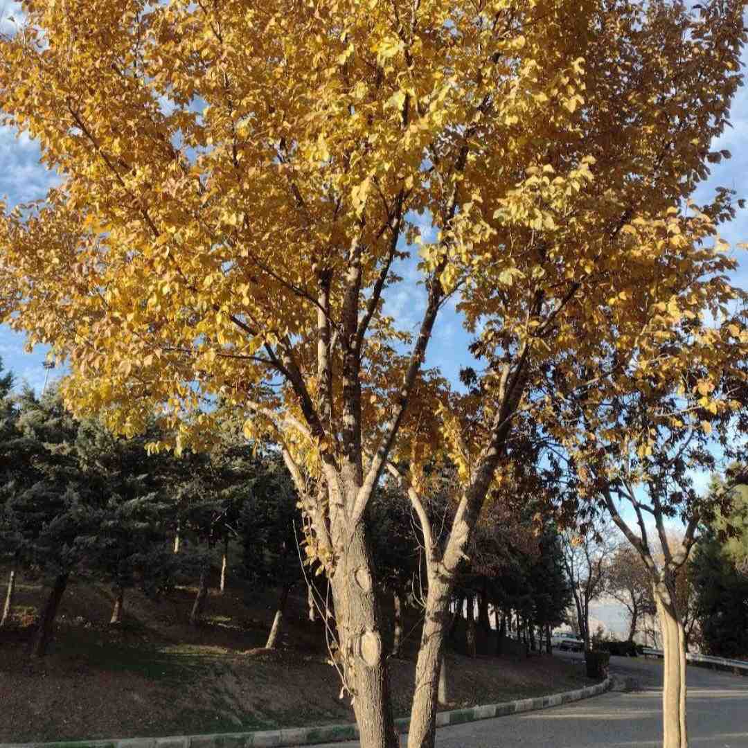  در روزگاران جدید مردمی بودن رو زمین اینستایی