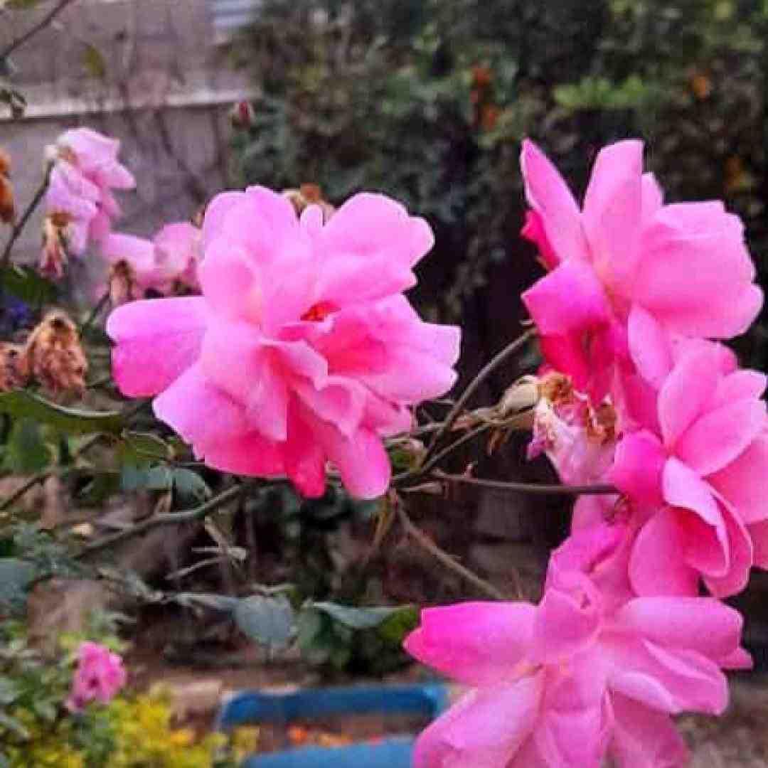  گفتی میری تا پس از من آدم سابق شوی با صدای بچه