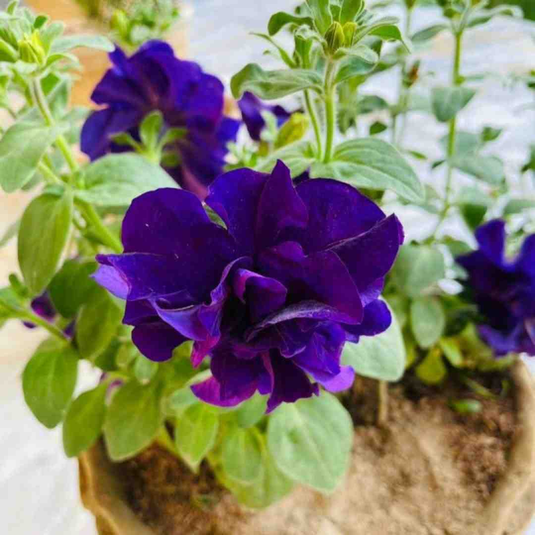 رعنا تی تومان گله کشِی رعنا صدای زن
