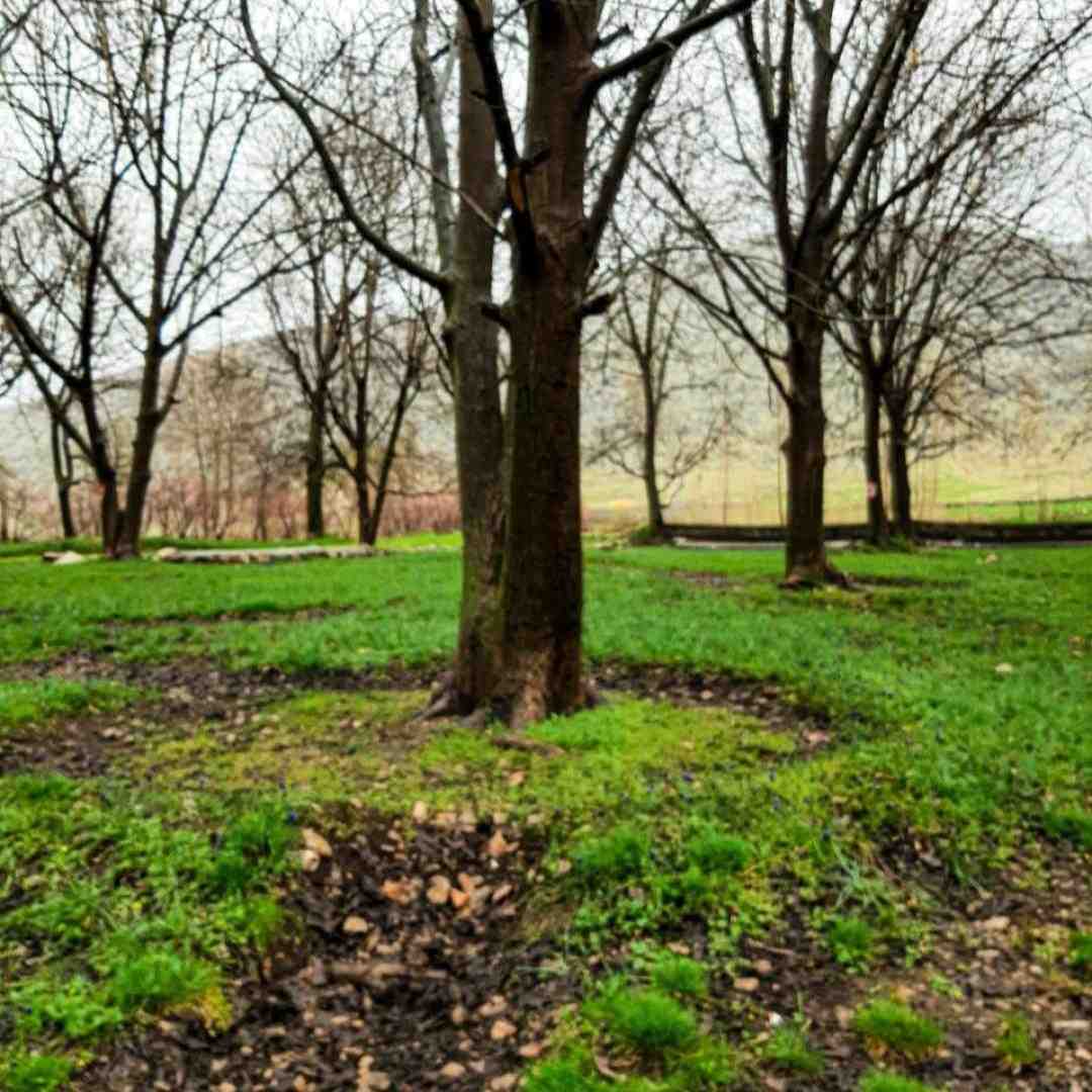  ترکی گورمزلر جانیم گورمزلر