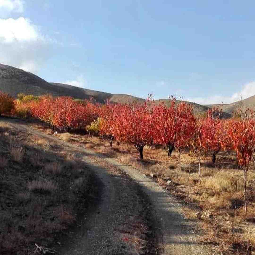  من الان دلم تنگ شده واست ولی هرروز سرد شدی