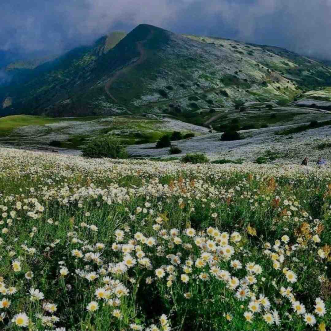  حسودی کنم اسکل به چیت