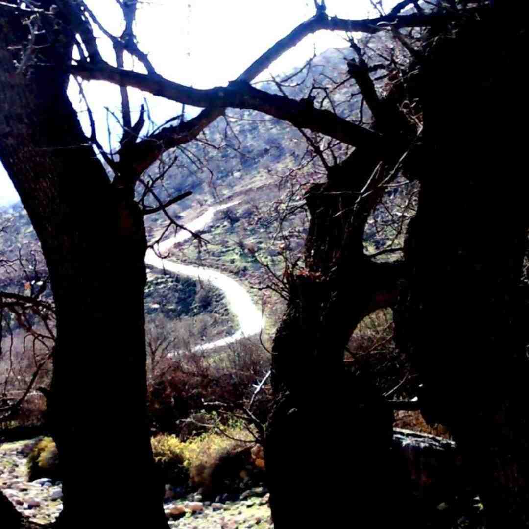 وحشی دوست داره صادی سوسمار