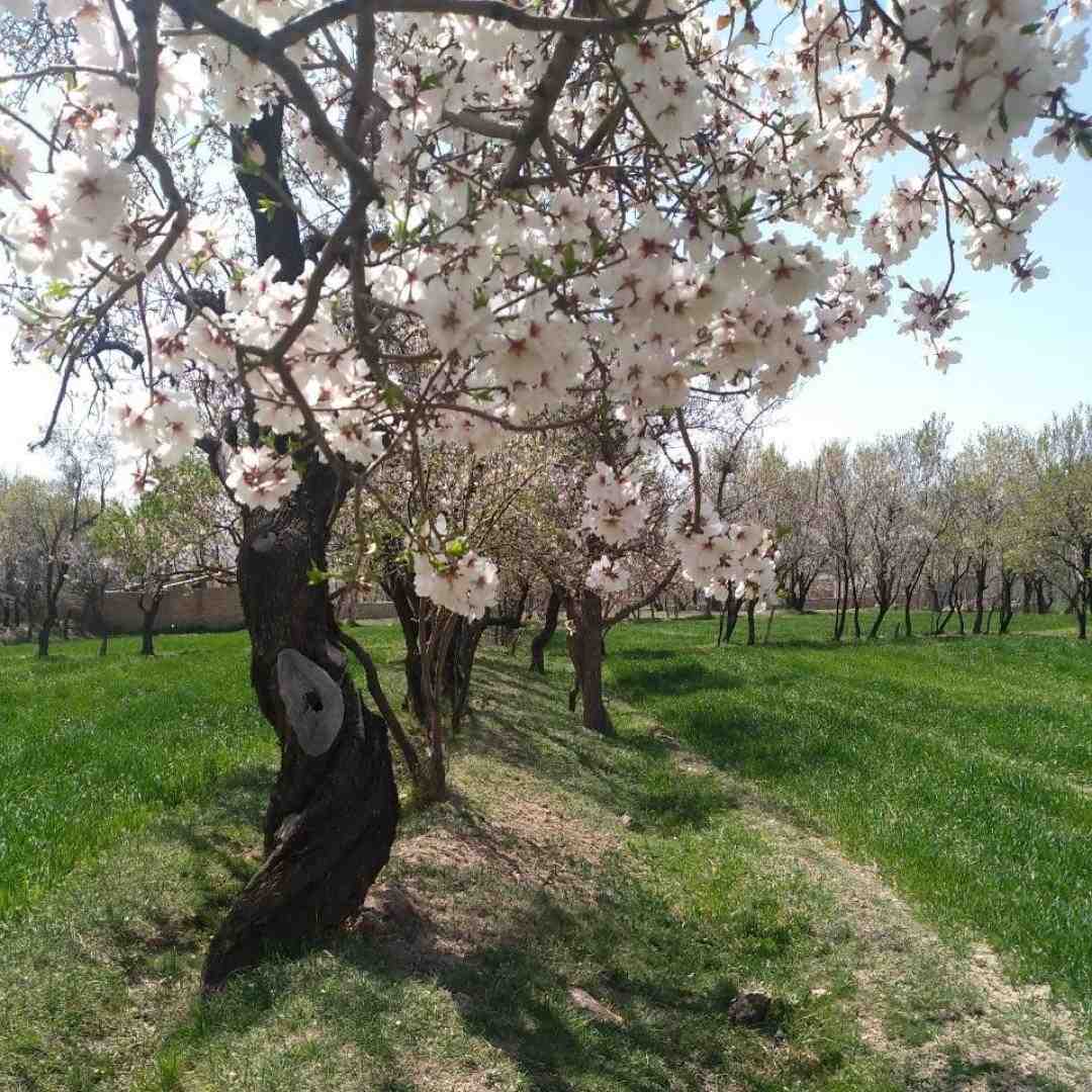 نمیدم بات فرصتو از دست حتی منه کوک زنه