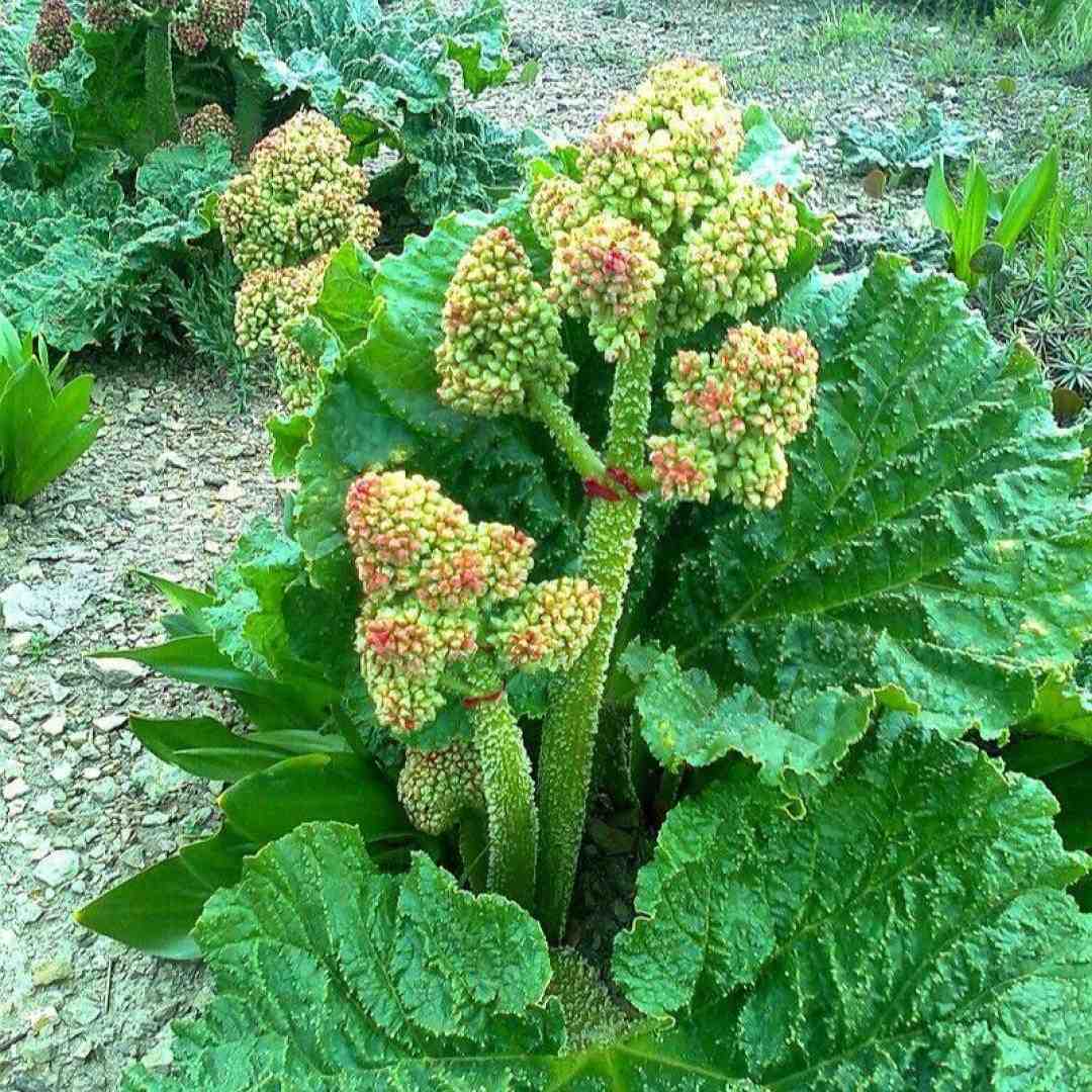شلوار بگ هدفون و یک سیگار برگ