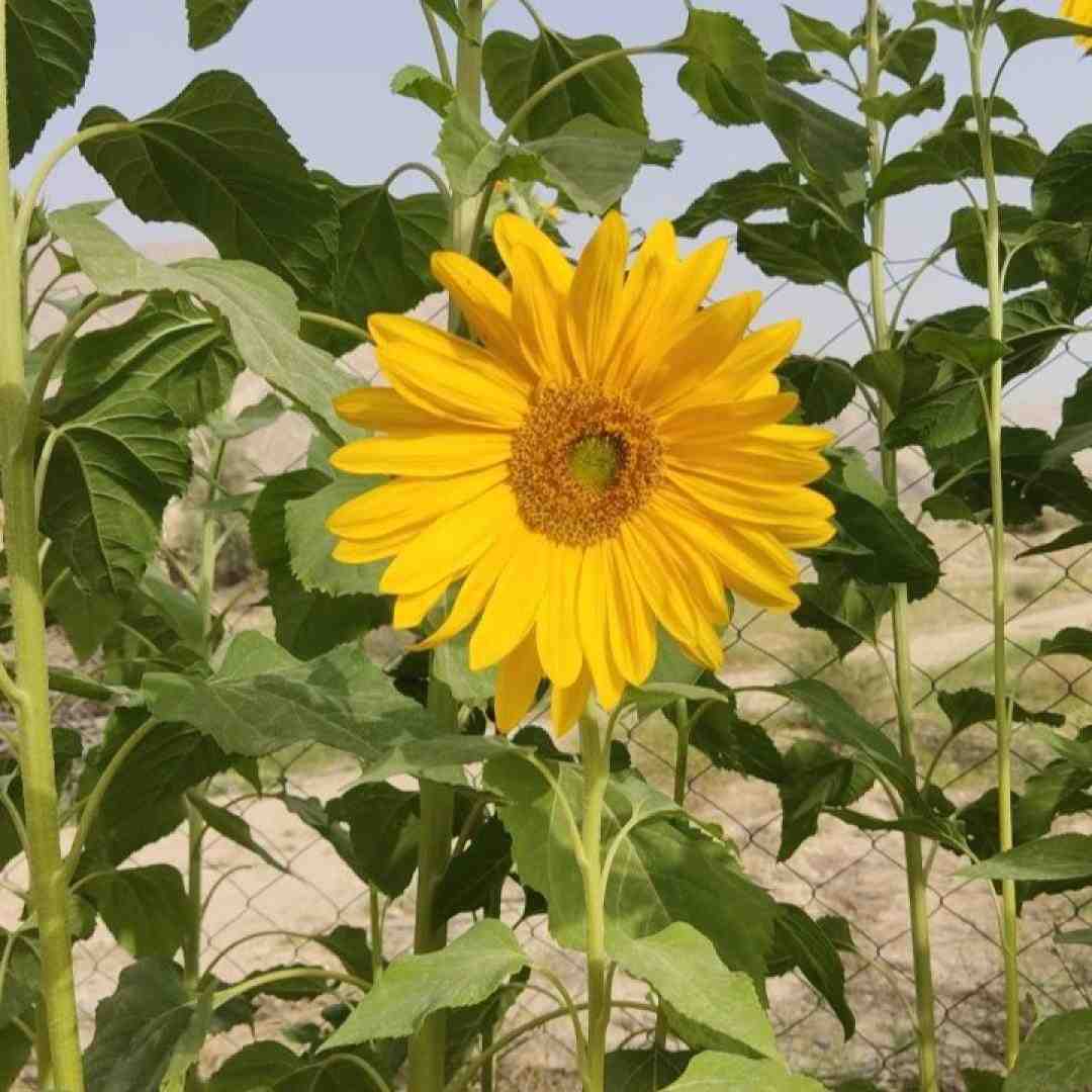  برگرد از این دیوانگی یا قانعم کن یا نرو با صدای زن