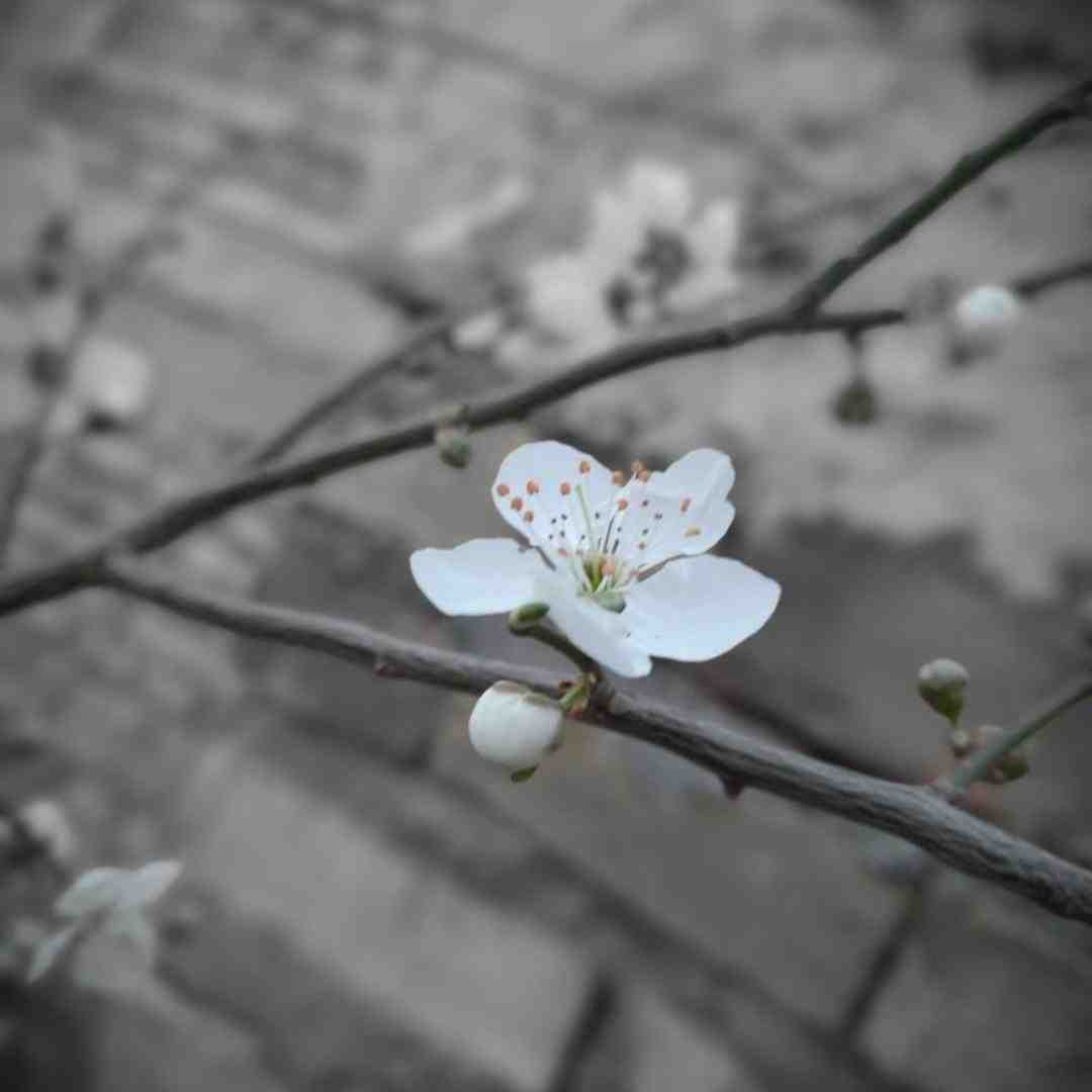  ترکی اونون بیر سودیی وار با صدای زن