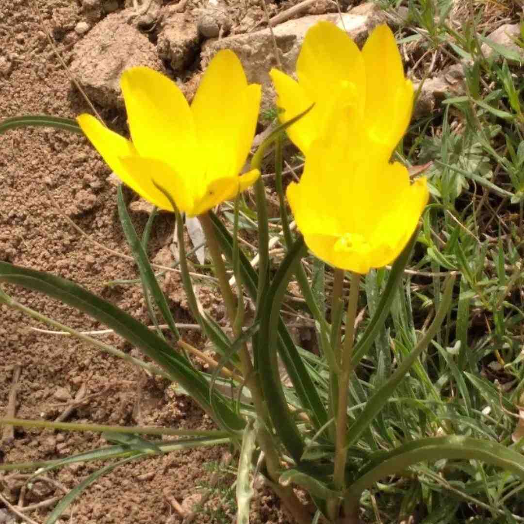  آخ که دیگه فرنگیس عشق تو داغونم کرد با صدای پسر