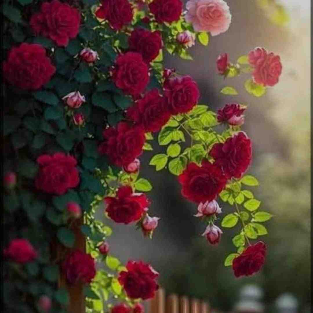 با من گهری گهر نباش با صدای بچه - چالشی