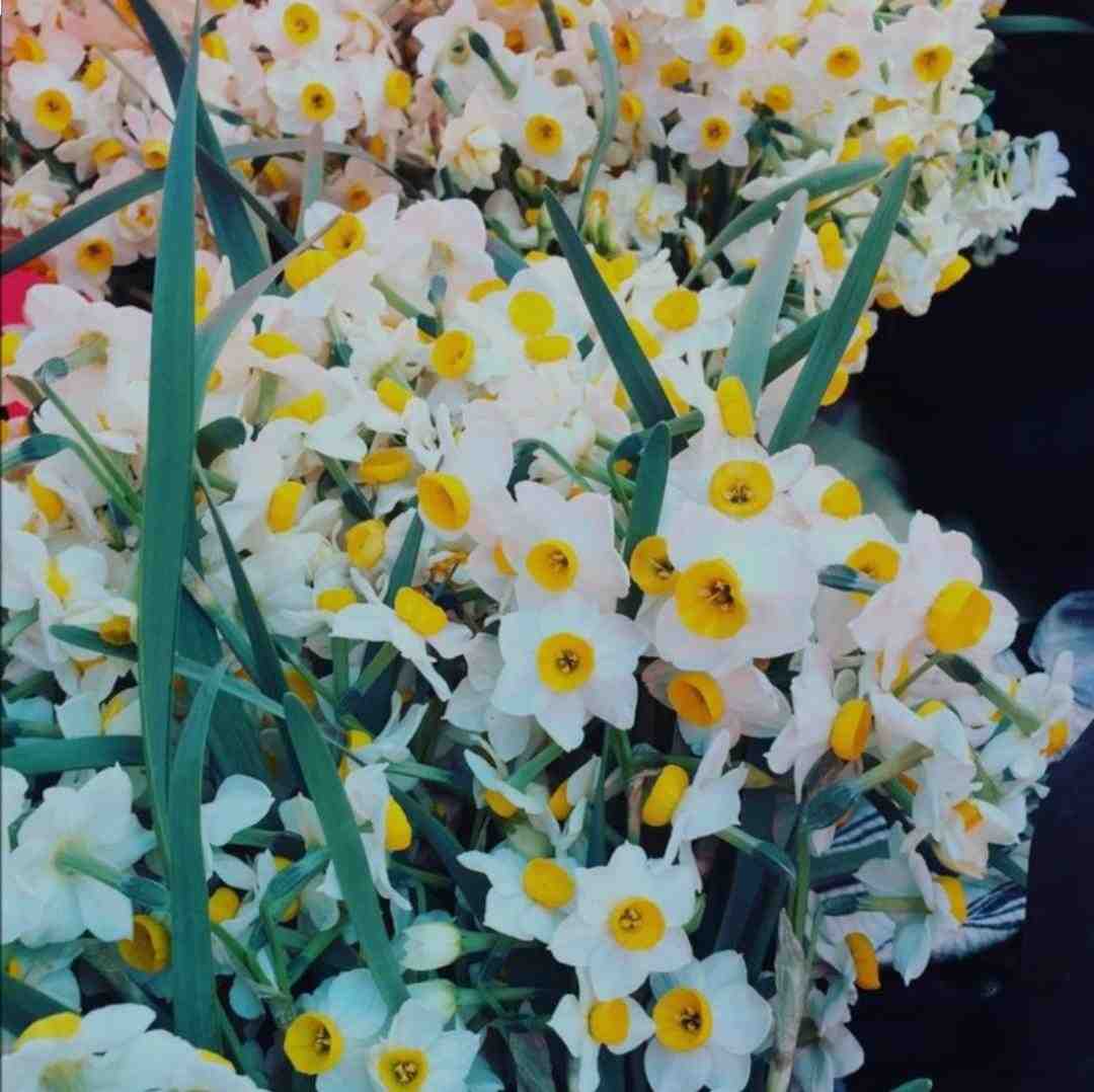  مگه چی داره آخه من ندارم قربونت برم همه دارو ندارم