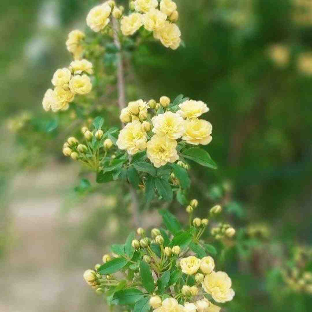لری خدا مه زوره ای جونه نخاسم