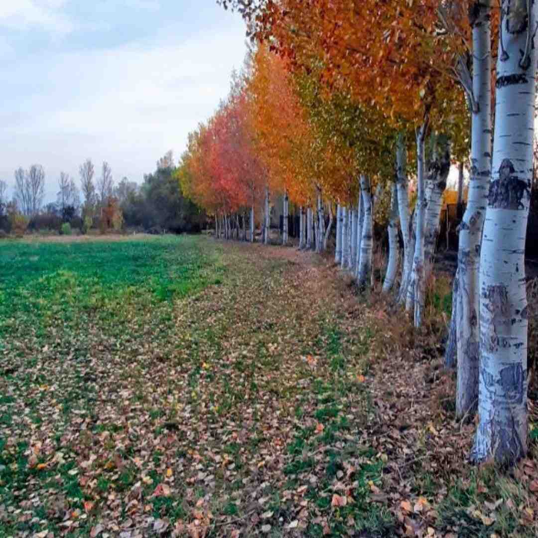 ترسم از مرگ نی اون یه اتفاقه ترسم از زندگیه