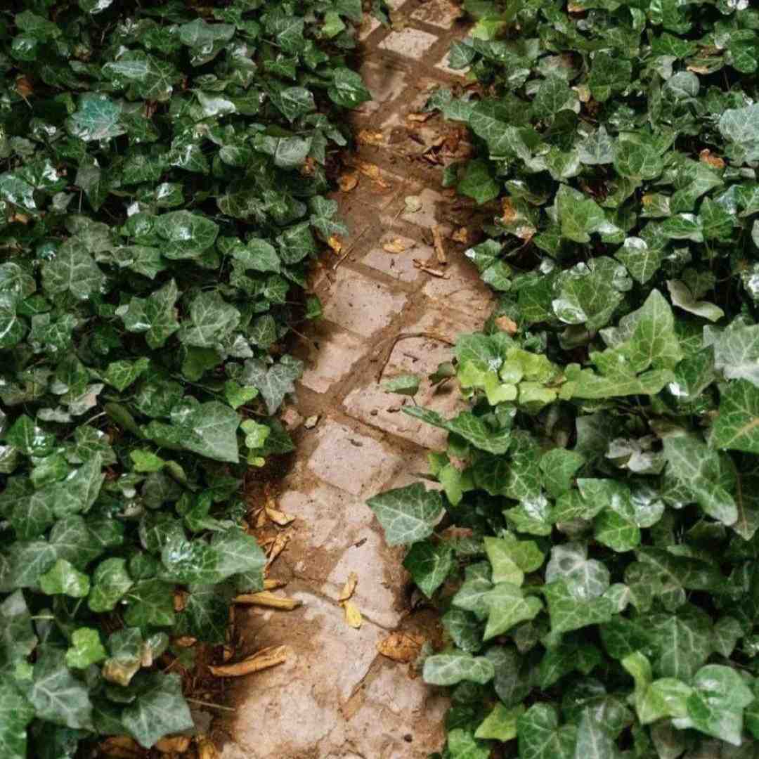  ای ساربان کجا میروی لیلای من چرا میبری با صدای زن