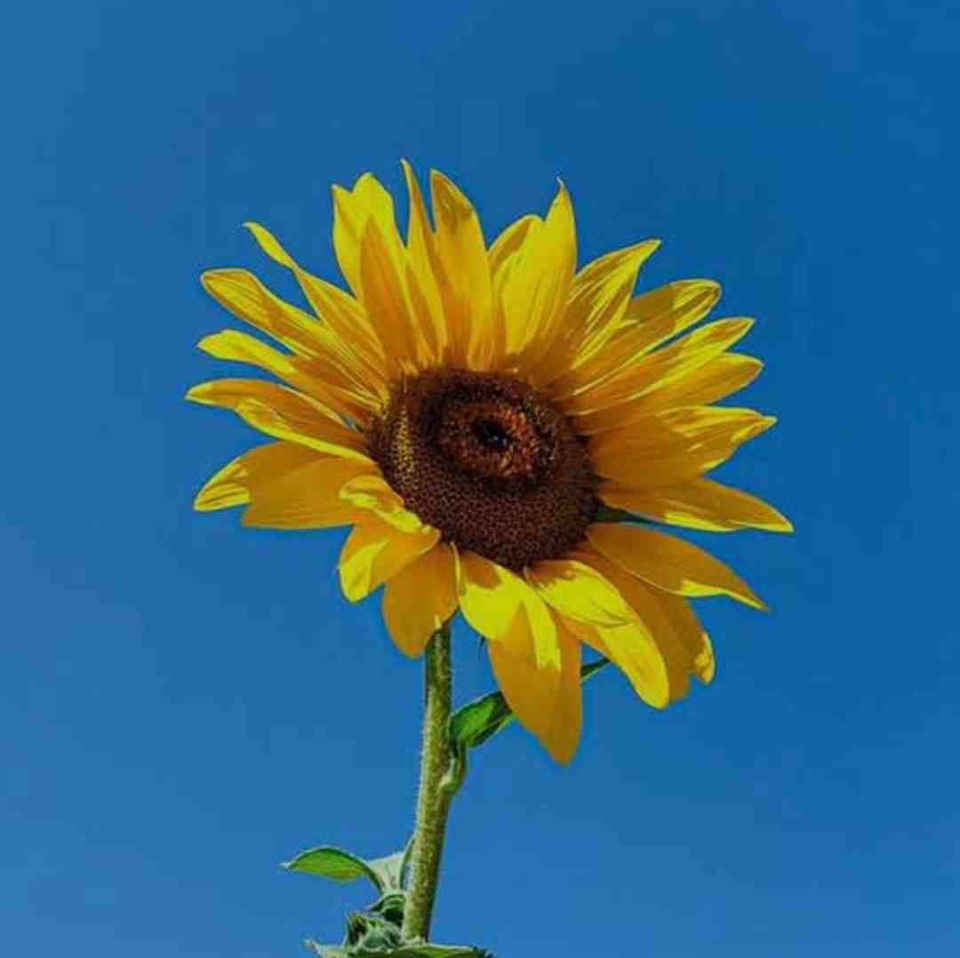  هه میدونی شوخی کردم من دوست دارم حتی اگه دوریم از هم