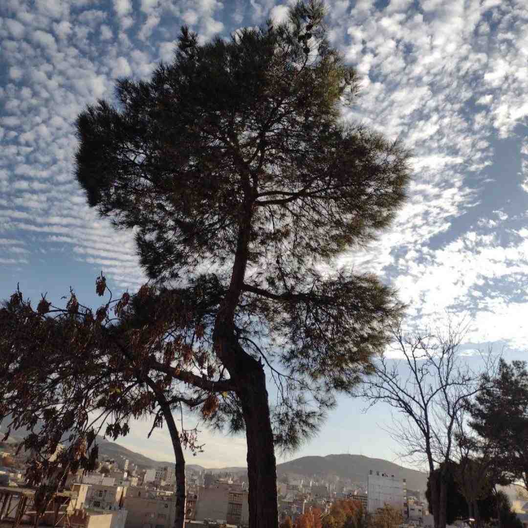  نه نرو نرو نرو لیلا نرو لیلا با صدای دختر