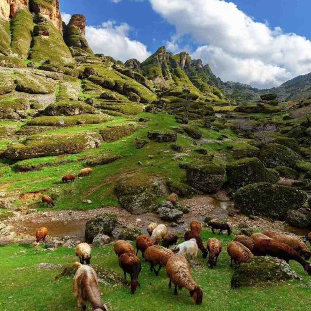  در سکوت شب خانه زد فریاد با صدای بچه اینستایی