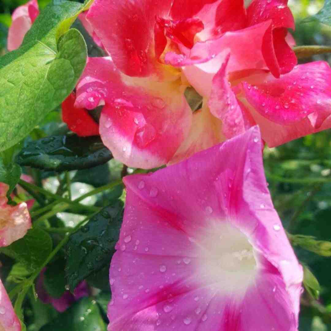 سنگ فرش خیابونارو گل کردم برات با صدای زن