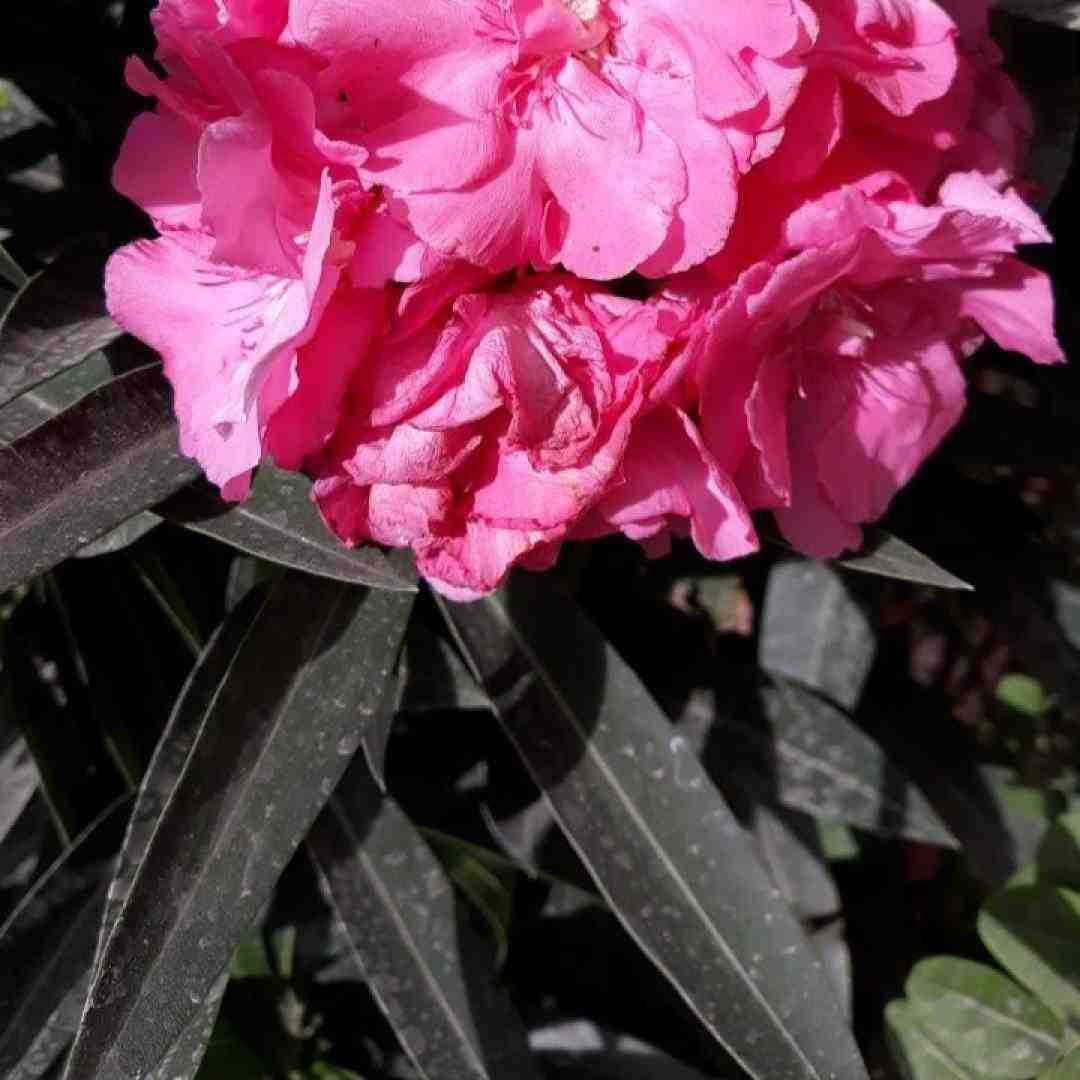 دیدی معجزه کردی دلم پیش تو لرزید با صدای زن