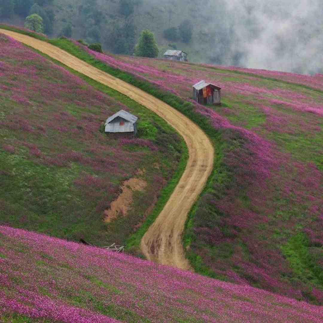  نات کوینو نیستم همسترو آره