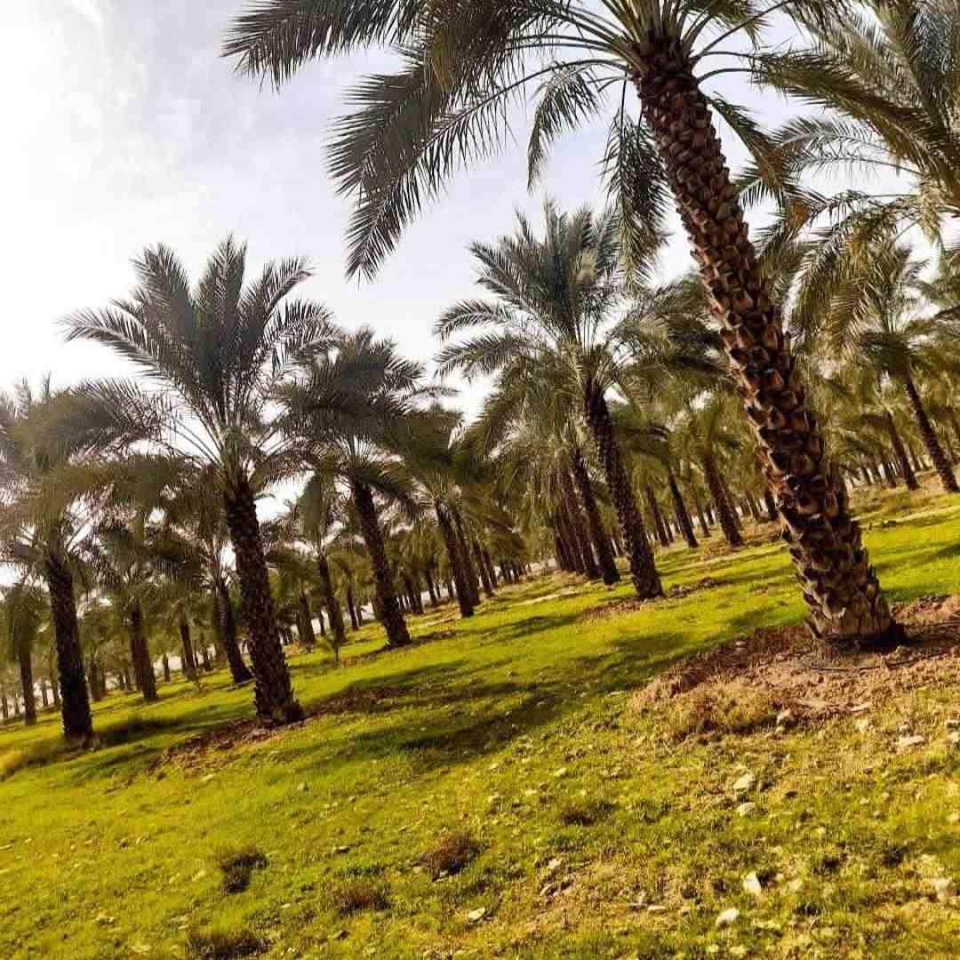  وای اگر جای دگر دلبری آغاز کند هوش مصنوعی