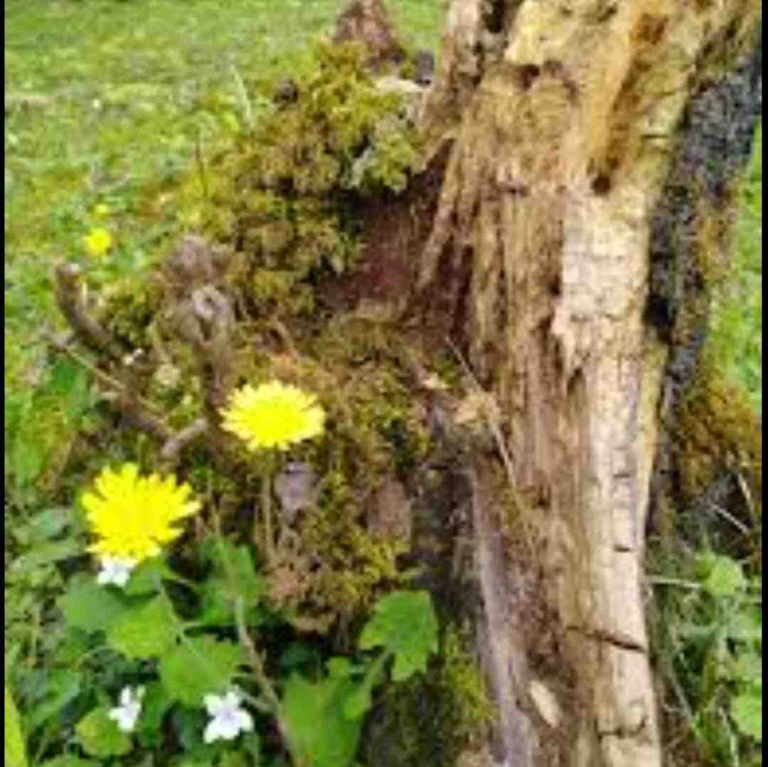  امشبو نیستم فردا رو آره