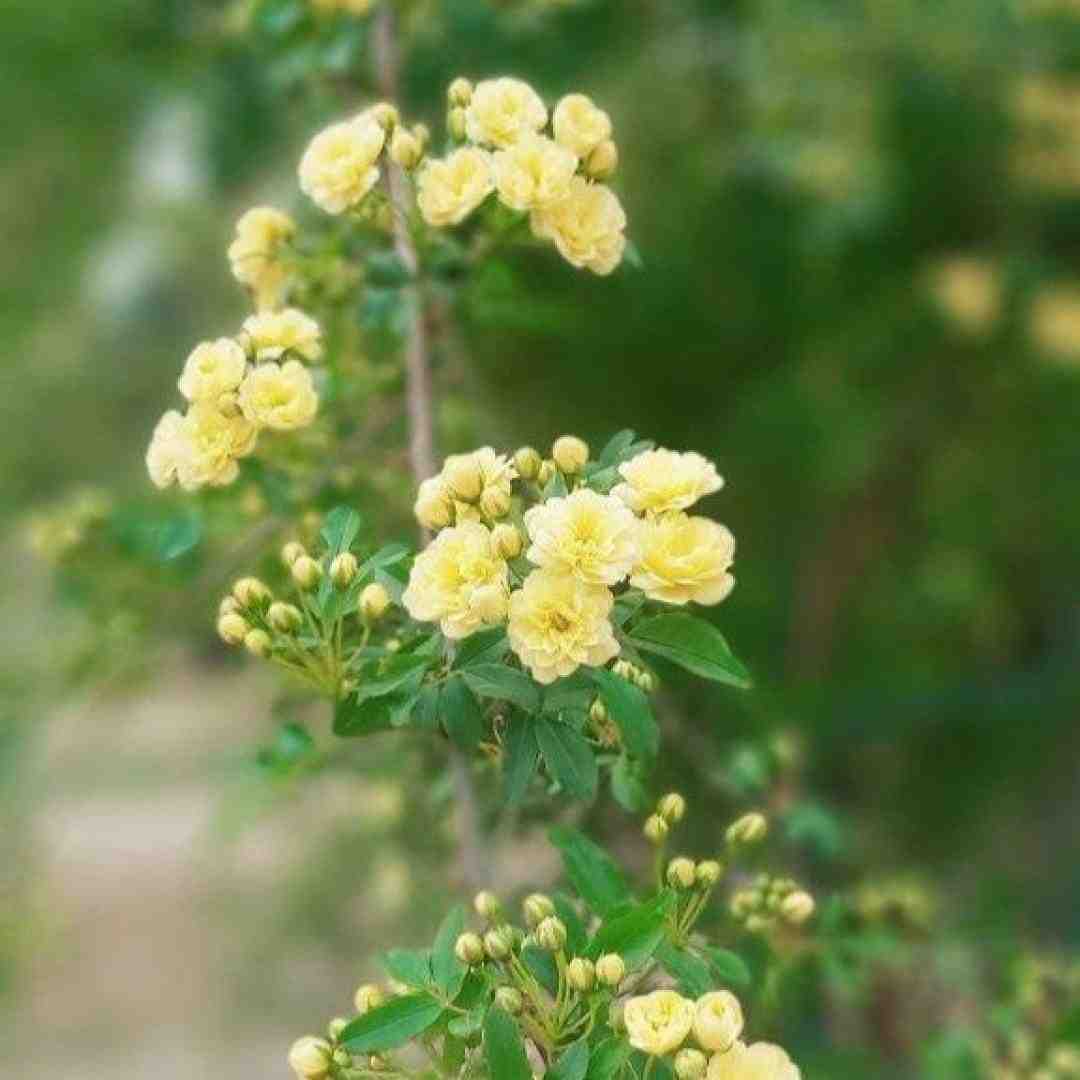 چه دافی تنبلی آره آره والا تو سینگلی اولی