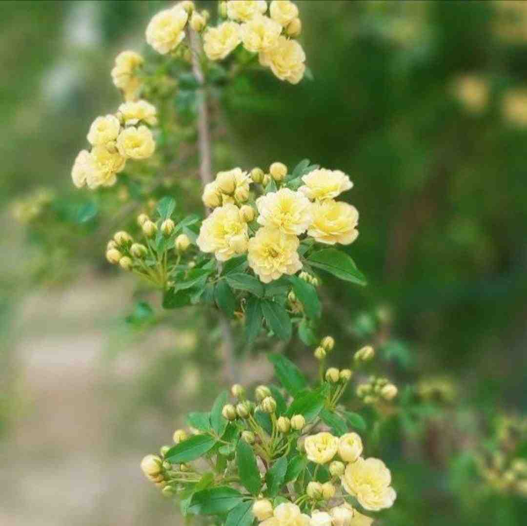  دوباره زندگیمو رپی کردم