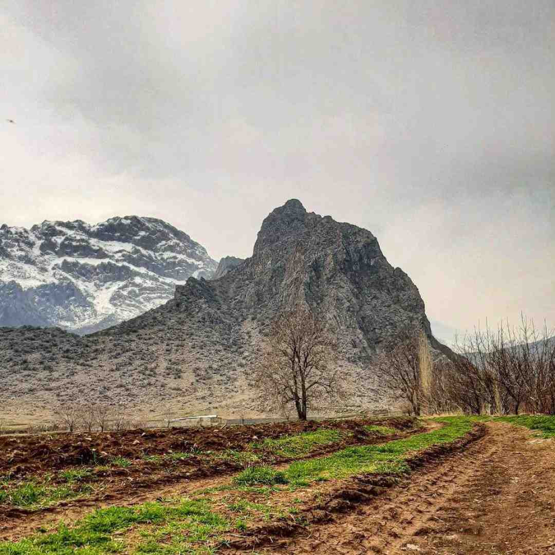  امشب ای دوست به کاشانه ما آمده ای