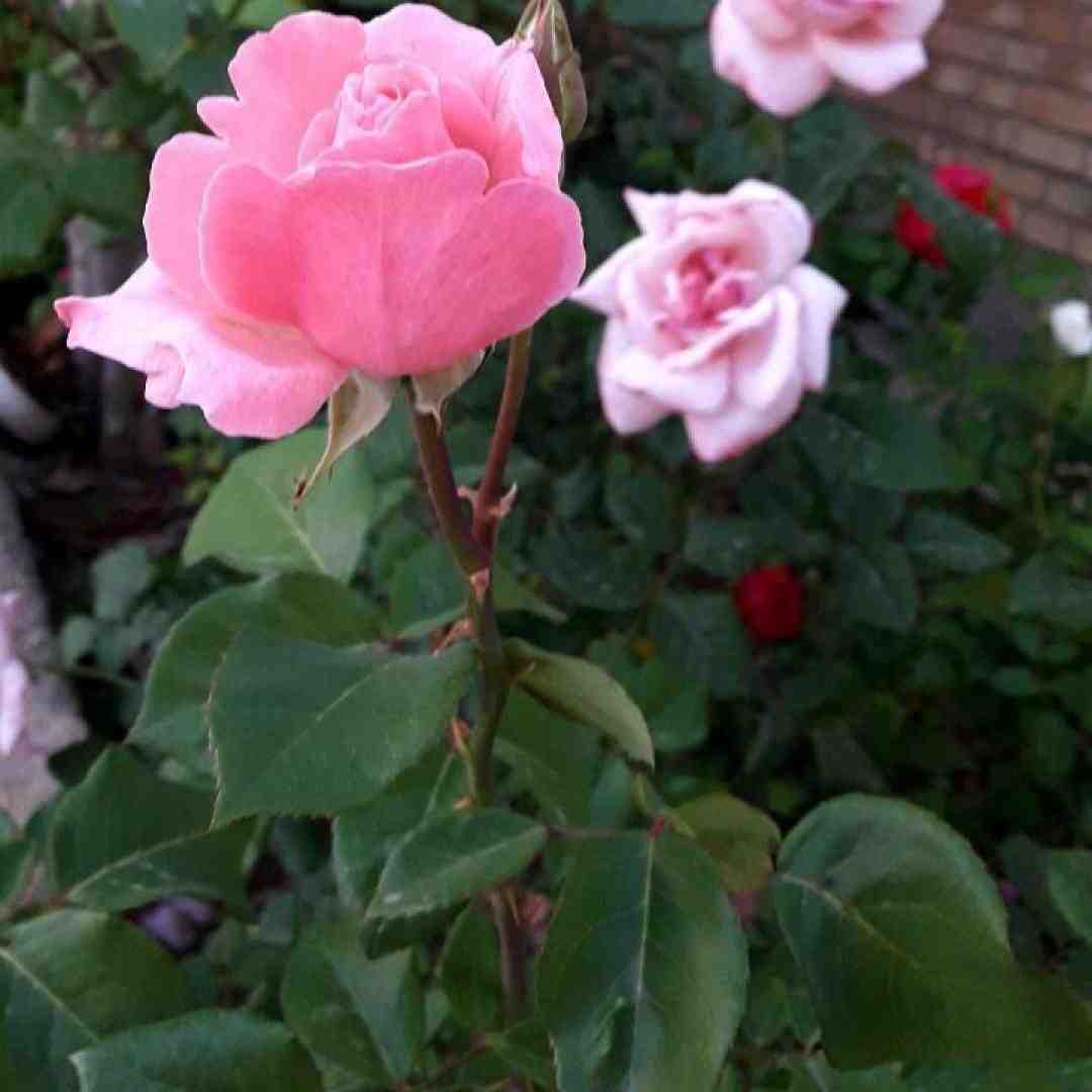  نمیدونی من این روزا چقدر باهات حرف دارم با صدای پسر بچه