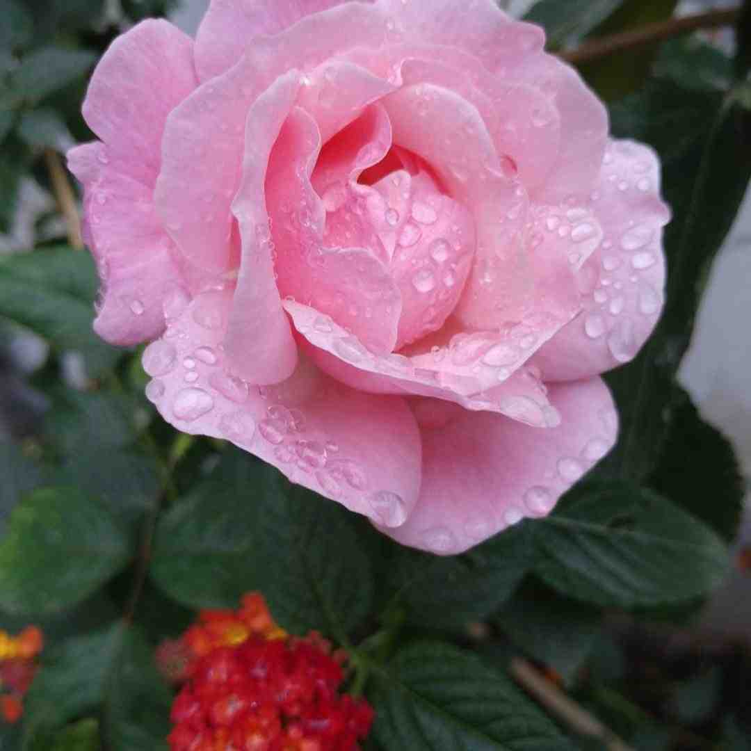  زنگ بزن آمبولانس با صدای زن