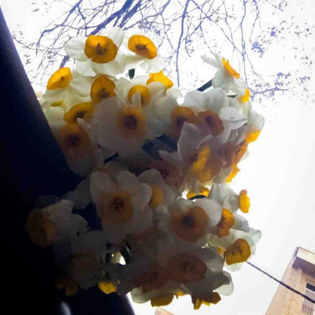 من که نازتو گرون میخرم با صدای زن