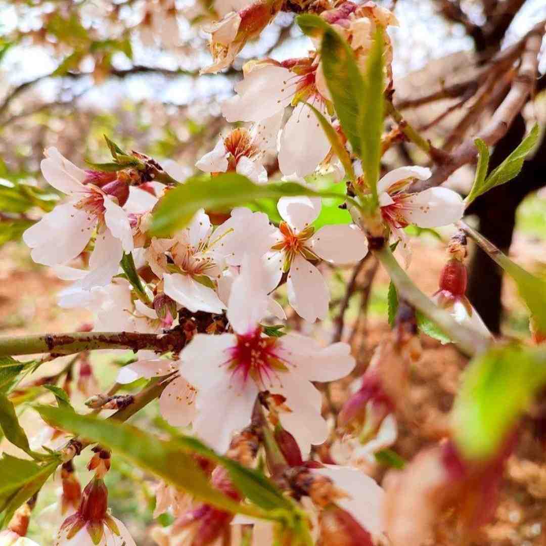 عاشقی درد قشنگیست بجز شب هایش (هوش مصنوعی)
