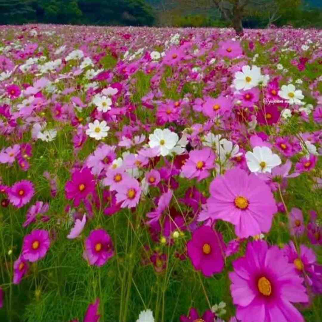  یه حس جدیده یکی دوباره از راه رسیده با صدای دختر