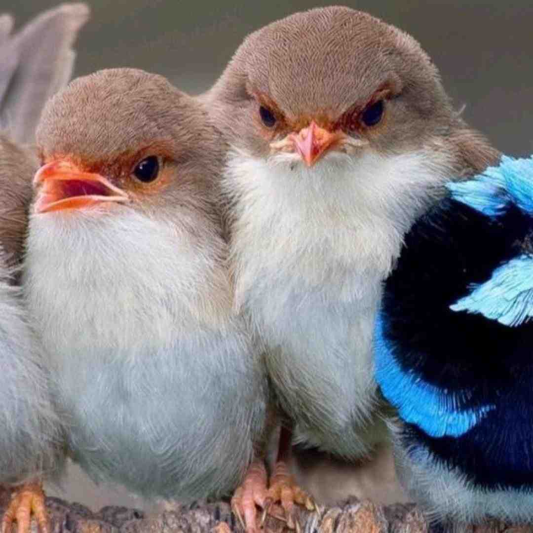 دختره بلن سیاه گایی پیش ما هم بیا