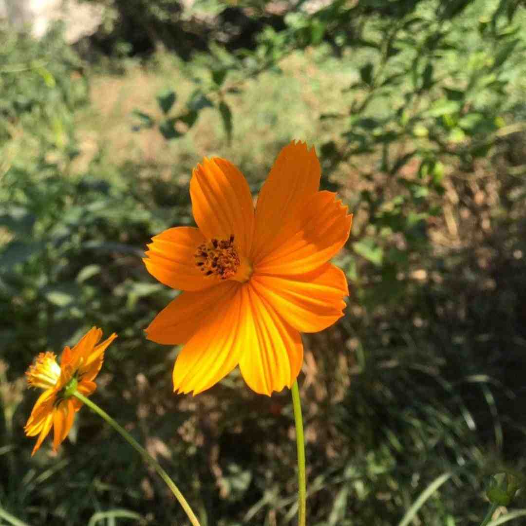  ببعی تو بازیگوشی غمگین با صدای زن