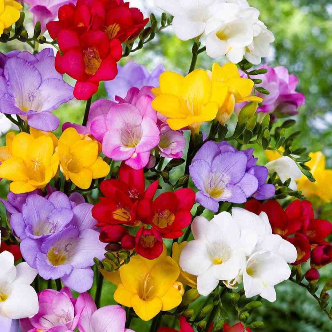 کاشکی منم تو سینم یه قلب سنگی داشتم