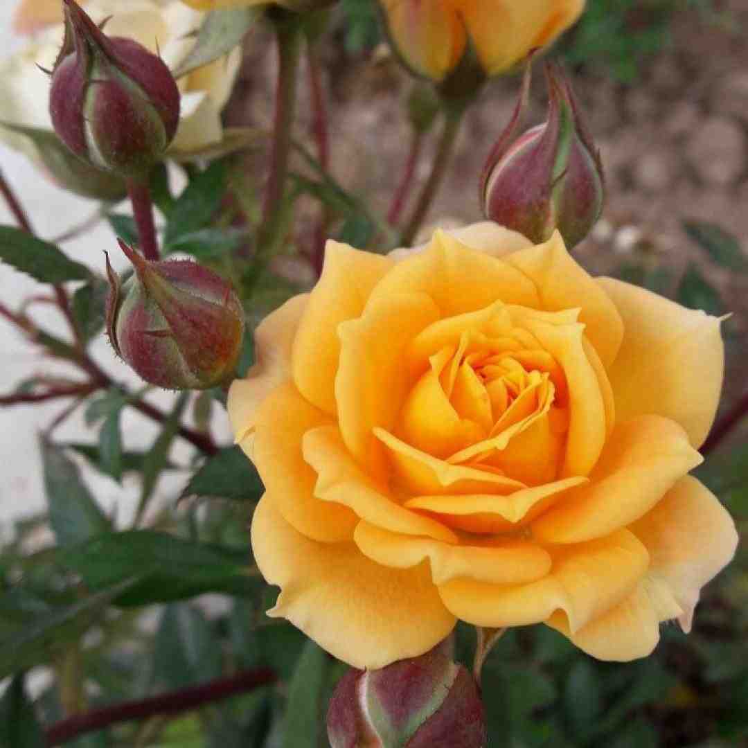  حالا هی پشت سرم بد میگین با صدای دختر